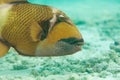 Titan triggerfish Royalty Free Stock Photo