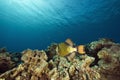 Titan triggerfish (balistoides viridescens) Royalty Free Stock Photo