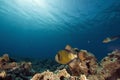Titan triggerfish (balistoides viridescens) Royalty Free Stock Photo