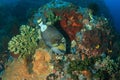 Titan triggerfish Royalty Free Stock Photo