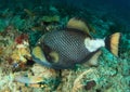 Titan triggerfish Royalty Free Stock Photo