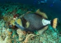 Titan triggerfish Royalty Free Stock Photo