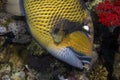 A Titan Triggerfish Balistoides viridescens Royalty Free Stock Photo