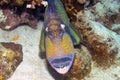 A Titan Triggerfish Balistoides viridescens in the Red Sea Royalty Free Stock Photo