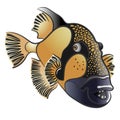 Titan triggerfish, Balistoides viridescens Royalty Free Stock Photo