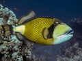 Titan triggerfish  balistoides viridescens. Royalty Free Stock Photo