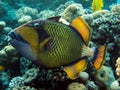 titan triggerfish balistoides viridescens.