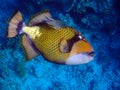 Titan triggerfish-Balistoides viridescens Royalty Free Stock Photo