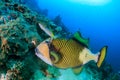 Titan Triggerfish being cleaned by a Cleaner Wrasse on a tropical reef