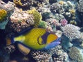 Titan triggerfish and coral