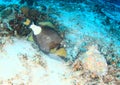 Titan triggerfish feeding on corals Royalty Free Stock Photo