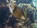 Titan triggerfish Royalty Free Stock Photo