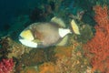 Titan triggerfish swimming above corals