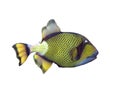 Titan Triggerfish on a white Royalty Free Stock Photo