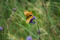 A Titania`s fritillary butterfly Boloria Titania Royalty Free Stock Photo