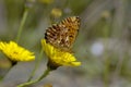 Titania`s Fritillary Royalty Free Stock Photo