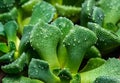 Titanopsis calcarea, close-up of leaves of a succulent plant Royalty Free Stock Photo