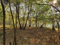Titel hill Vojvodina Serbia acacia forest in the fall