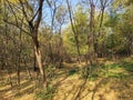 Titel hill Vojvodina Serbia acacia forest in the fall
