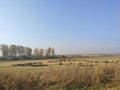 Titel hill Vojvodina Serbia nature landscape flock of sheep in autumn