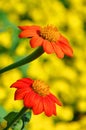 Tithonia