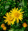 Tithonia diversifolia flowers