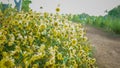 Tithonia diversifolia or Mexican sunflower blue sky beautiful with dirt road at Mae Moh district,Lampang province,Thailand.Plant Royalty Free Stock Photo