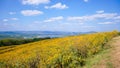 Tithonia diversifolia or Mexican sunflower blue sky beautiful with dirt road at Mae Moh district,Lampang province,Thailand.Plant Royalty Free Stock Photo