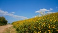 Tithonia diversifolia or Mexican sunflower blue sky beautiful with dirt road at Mae Moh district,Lampang province,Thailand.Plant Royalty Free Stock Photo