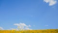 Tithonia diversifolia or Mexican sunflower blue sky beautiful with dirt road at Mae Moh district,Lampang province,Thailand.Plant Royalty Free Stock Photo