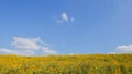 Tithonia diversifolia or Mexican sunflower blue sky beautiful with dirt road at Mae Moh district,Lampang province,Thailand.Plant Royalty Free Stock Photo