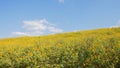 Tithonia diversifolia or Mexican sunflower blue sky beautiful with dirt road at Mae Moh district,Lampang province,Thailand.Plant Royalty Free Stock Photo