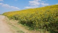 Tithonia diversifolia or Mexican sunflower blue sky beautiful with dirt road at Mae Moh district,Lampang province,Thailand.Plant Royalty Free Stock Photo