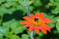 Tithonia diversifolia with bumlebee on the top Royalty Free Stock Photo