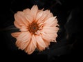 Tithonia diversifolia is a species of flowering plant that is commonly known as the tree marigold, Mexican tournesol, Mexican