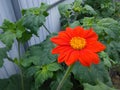 Tithonia flower. Mexican sunflower, yellow center.