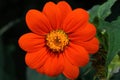 Tithonia flower on a sunny day.