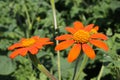 Tithonia flowering plants in orange color