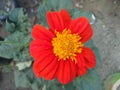 Tithonia flowers are blooming in the yard