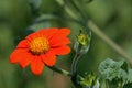 Tithonia in the garden