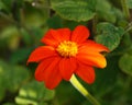 Tithonia rotundifolia or Mexican sunflower flower in summer cottage garden Royalty Free Stock Photo