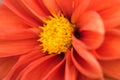 Tithonia rotundifolia, red flower Royalty Free Stock Photo