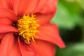 Tithonia rotundifolia, red flower Royalty Free Stock Photo