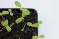 Tithonia sprouts in a container on a white background. Seedlings of Mexican Sunfloweroil. Royalty Free Stock Photo