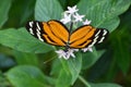 Tithorea tarricina, colorful butterfly on white wildflower Royalty Free Stock Photo