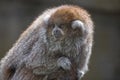 Titi Monkey