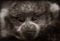 Titi Monkey Baby in Sepia