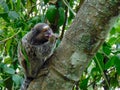 Titi monkey eating fruit at Sugarloaf Brazil Royalty Free Stock Photo