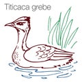 Titicaca grebe hand drawn vector illustration Royalty Free Stock Photo
