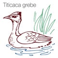 Titicaca grebe hand drawn vector illustration